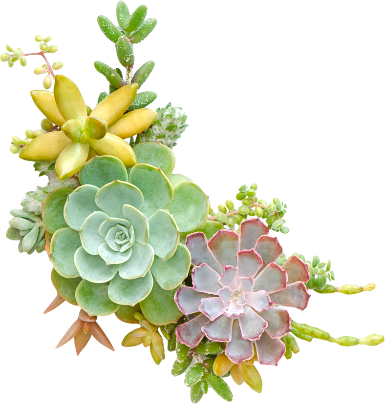 Mix succulent Plants Frame Arrangement